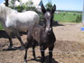 Jenny - Percheron à 2 semaines