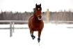 Fou dans la neige!