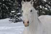 Cheval blanc aux naseaux roses