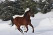 Cheval bai au galop