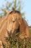 Rooster Pep Dun It, 2 ans, ambre champagne.