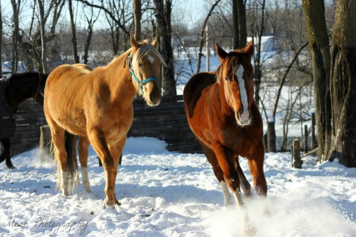 Infinity Gold et Alabama Gold Kid (Sire Frenchman Gold)