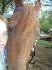 Moi et Flicka une jument canadien de 13ans . 