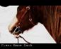 Flash Back mon amour de cheval !