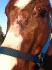 La blessure de mon cheval..