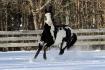 Le cheval de mes rêves! *.* <3