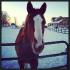Bebe cheval :)