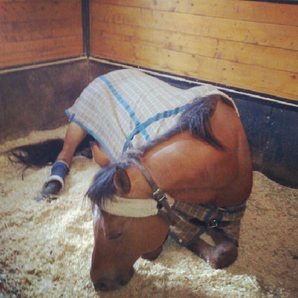 Couverture, stalle, sieste. Hihi c'est tu beau quand ça fait dodo :) Tous les chevaux...