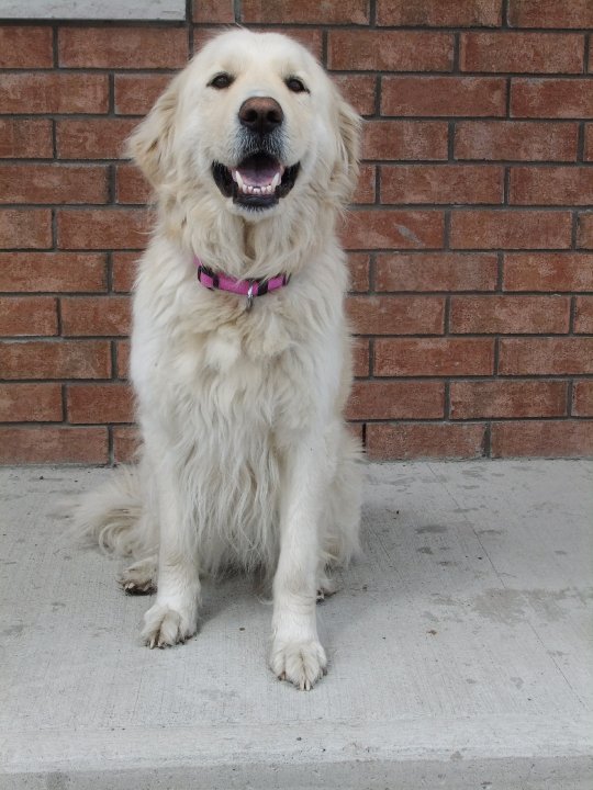 Ma chienne Mika,mon reve d'enfance devenue réalité