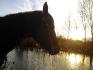 ma jument en fin de journee sur le bord d'un petit lac