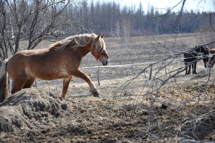 et hop, un petit trot allongé!