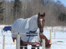 Cheval avec couverture