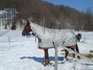 Cheval dehors avec couverture en hiver