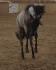 Mon poulain de 3 ans Blue