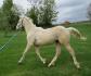 mon grand chevreuil de 11mois!