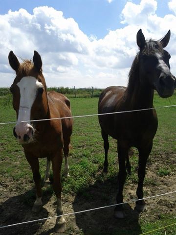 Jument, hongre. Voici Percival (oui percival) et Bonnie la Mongole xD