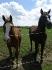 Voici Percival (oui percival) et Bonnie la...