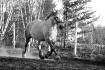 Sally, notre percheron