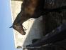 Mon cheval qui s'est fait un bain de boue lors de la fonte de la...