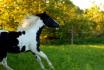 Myska dans le nouveau pâturage de mes chevaux