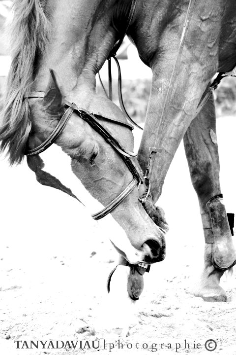 Jument, thoroughbred, trakehner. Lyly la plus belle <3