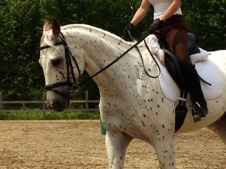 lotus hanovrien / appaloosa 8 ans