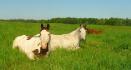 Dapple et Zephyr ! Ils s'aiment beaucoup ces deux...
