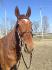 Petite jument d'amour <3 Chivas, printemps 2013
