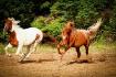 Mon cheval appaloosa avec son ancienne amie :)