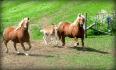 Mon p'tit pou Molson qui cours avec maman et grande soeur hihi...