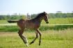 Poulain Warmblood par Calimero FC Z 