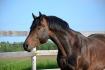 Calimero FC Z , étalon Warmblood de 3 ans de la Ferme Coulombe