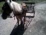mon poney 5ans :)
