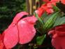 Conseils pour faire de meilleure photo en macro ?