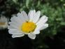 Conseils pour faire de meilleure photo en macro ?