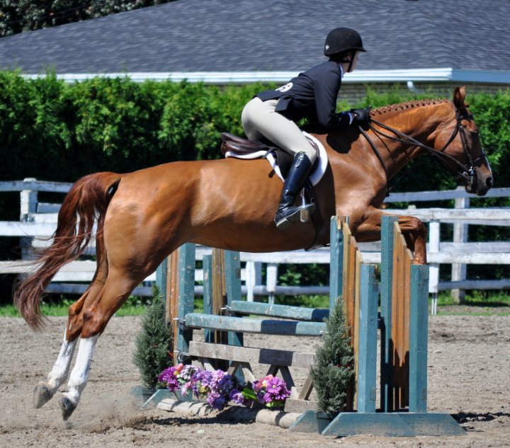 Jument, saut d'obstacles, trakehner. Dejordy II