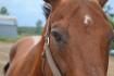 un cheval,un reve,une passion 