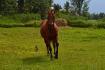 mon petit amour dans le champ au galop