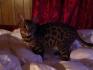 Un Chaton vraiment Spécial ( Chat de Bengale )
