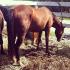 Ma belle amoure. Miss Diamond Prospect