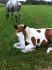 mon poulain Maple 1 ans et 3 mois