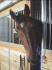 mon cheval Major Dutch. c'est trop un amour ce cheval... Rien...