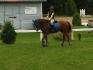 Pratique a Napierville la criniere 2013