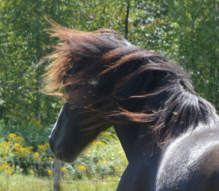 La crinière du cheval