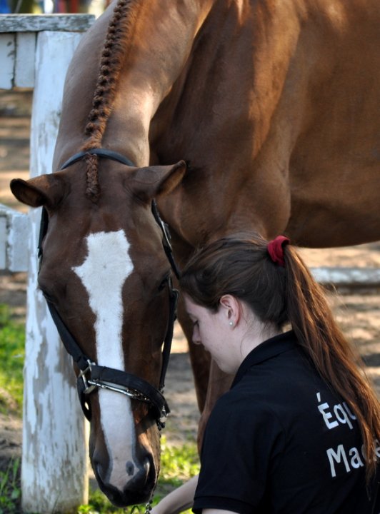 Jument, thoroughbred, trakehner. Déjà un an avec la meilleure des juments <3