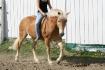 Ponies Power 