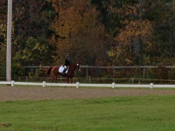 Ma premiere compé de dressage avec Flash