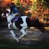 Jument paint horse au galop