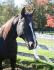 Mon beau cheval! black <3