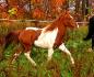 Mon poney d'automne!